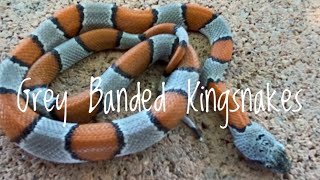 Species Spotlight Grey Banded Kingsnake [upl. by Forras]