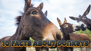 10 Facts About Donkeys [upl. by Shurlock]