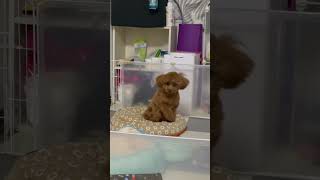 鏡に映る犬自分にビビる犬🐶💍 タイニープードル トイプードル 親父座りのリング dog toypoodle 犬との暮らし ring [upl. by Mikkanen711]