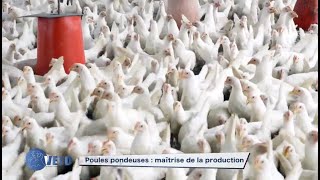 POULE PONDEUSE COMMENT REUSSIR [upl. by Arvonio319]