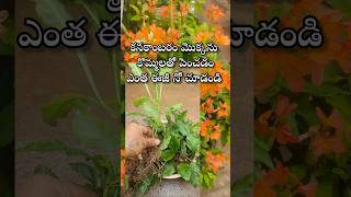 Easy to grow Kassandra plants from cuttings youtubeshorts gardening shortvideo shortsyoutube [upl. by Larrie]