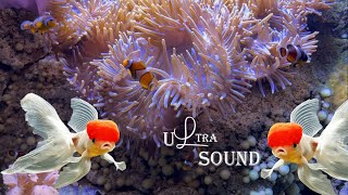 Aquarium VIDEORelaxing Music with Colorful Coral ReefsFishand Stunning Ocean Scenes 3 [upl. by Niamjneb603]