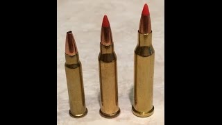 17hmr vs 17wsm vs 17 hornet [upl. by Oer]