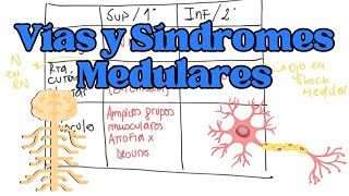 VÍAS NERVIOSAS y SÍNDROMES MEDULARES Información Esencial [upl. by Yhtorod854]