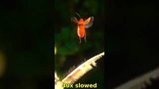 Seed Eating Bug flying off at 40x slow mo [upl. by Aihsetal125]