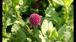 ఈ మొక్క ఎక్కడైనా కనిపిస్తే అస్సలు వదలకండి  Sphaeranthus indicus uses in telugu  Bodataram plant [upl. by Ellary]