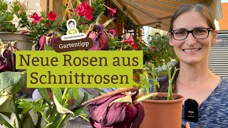 Aus Schnittrosen neue Rosen ziehen [upl. by Seuguh494]