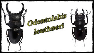 Odontolabis leuthneri  Präparation  Mounting [upl. by Nodnyl]