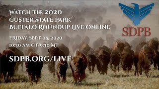 The 55th Annual Buffalo Roundup live from Custer State Park [upl. by Jasun]