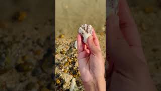 Conch shells 🐚 😄Enjoyed at Canvey island 🏝️ Manpreet Kaur🤗 [upl. by Ekusuy495]