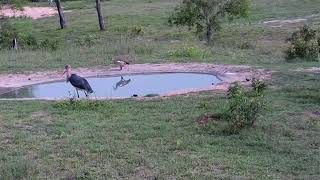 Terrapins tries to escape after being turned upside down by Marabou stork at Djuma Waterhole [upl. by Bram]