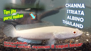 Tips Jitu PORSI MAKAN Ikan CHANNA STRIATA ALBINO THAILAND MATA MERAH agar Sehat amp Cepat Besar [upl. by Fons]