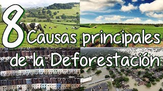 8 Causas Principales De La Deforestación Y La Tala De Árboles [upl. by Ahsikrats]