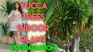 PAANO MAG PROPAGATE NG YUCCA PLANT STEP BY STEP PROPAGATION AND CARE TIPS [upl. by Arot]