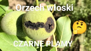 Czarne plamy na orzechu włoskim Czym są [upl. by Anaejer220]