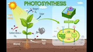 PhotosynthesisAutotrophic NutritionCBSE CLASS 10 QUICK REVISIONCBSEGlance [upl. by Guillema787]