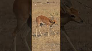 Steenbok in Etosha National Park [upl. by Niveek]