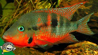 THE FISH HOUSE THE KING OF CENTRAL AMERICAN CICHLIDS [upl. by Retrak]