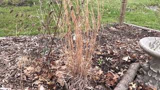 Little Bluestem in April Schizachyrium scoparium [upl. by Glenda816]