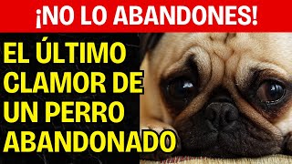 ¡NO LO ABANDONES La Desgarradora Plegaria de un Perro que Sigue Esperando [upl. by Amyas]