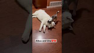 How gentle my dogs are wthe puppy part 3 husky huskyrescue mydogs cute [upl. by Aiker678]