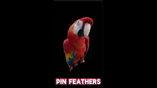 Preening my Scarlett Macaw’s pin feathers Satisfying birds macaw cute satisfying [upl. by Ydac567]