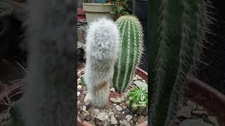 Cephalocereus senilis viejito cactus sucus flores jardin [upl. by Onurb]