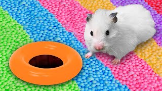 Ball Pool  Hamster Maze with Traps 🌈 OBSTACLE COURSE [upl. by Euh]