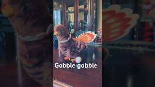 Gobble til we wobble turkey singing [upl. by Lilias]