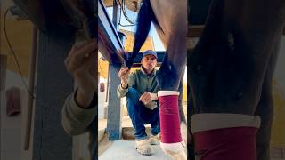 How to tie a horse’s tail for quick release [upl. by Collete186]