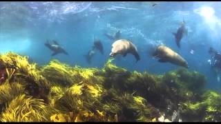 Montague Island Seals  Montague Island Nature Reserve [upl. by Farwell825]