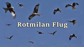 Rotmilan  Vögel von Deutschland [upl. by Ecilayram]