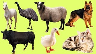 Animales de la granja para niños Aprende los animales y sonidos de animales para bebes en español [upl. by Clarita469]