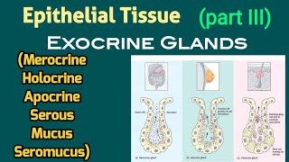 Merocrine Apocrine Holocrine Secretion amp Serous Mucus Seromucus Glands  AM Biologie Notes [upl. by Nichole]