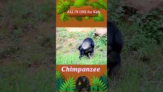 chimpanzee chimpanzeesound soundsofanimals [upl. by Netsrik]