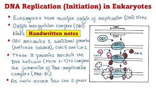 Eukaryotic DNA Replication  Initiation [upl. by Aunson]