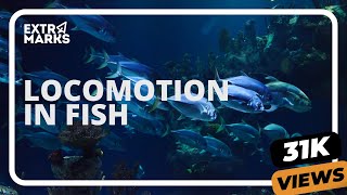 Do You Know  Locomotion In Fish  Biology [upl. by Hillie891]