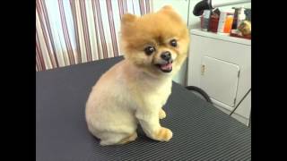 Watch this before you shave a Pomeranian [upl. by Ume599]