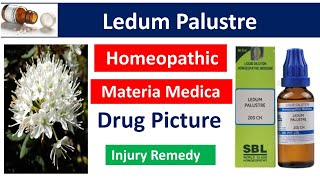 Ledum Palustre Homeopathic medicine  Drug Picture  Materia Medica bhms materiamedica ledumpal [upl. by Stoneman]