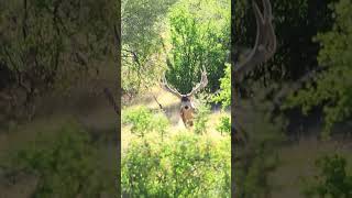 Crossbow Mule Deer Hunting at El Chaparral Ranch [upl. by Ahsitram950]