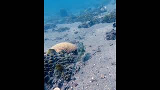 Cowfish attacked by Damselfish  Zamboanguita Philippines scubadiving scuba fish philippines [upl. by Arbed]