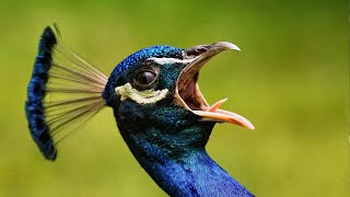 Peacock Sounds  Noises  Interesting Peacock Facts  Real Peacock dance  Animal Kingdom [upl. by Tabbi877]