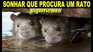 SONHAR QUE PROCURA UM RATO  SONHAR COM RATO O QUE SIGNIFICA  SEM ENROLAÇÃO [upl. by Pierrepont]