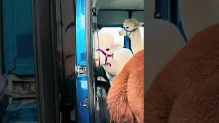 Zapinaj pasy alpakitotu wojtkowyje alpaca funnyvideos funny gorzow [upl. by Elyl249]