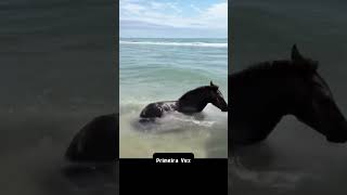 Cavalo conhece praia e se diverte na água curiosidades cavalo praia [upl. by Mikey303]