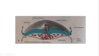 Disco Germinativo Trilaminar [upl. by Darleen391]