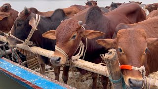 cow unloading cow videos cow video big cow goru hamba cow Ep  377 [upl. by Ayerim639]