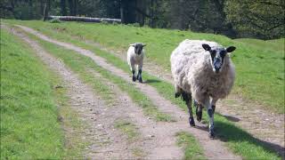 Enville to Sheepwalks Hill Staffordshire [upl. by Eilsil]