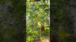 Naranga plant shortsvideo [upl. by Farrish499]