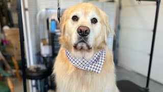 Golden Retriever Dog Grooming [upl. by Ginger]